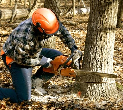 Tree Removal in Clayton, KS